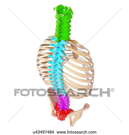 Human spine, artwork View Large Illustration Stock Illustration - Human spine, artwork. Fotosearch