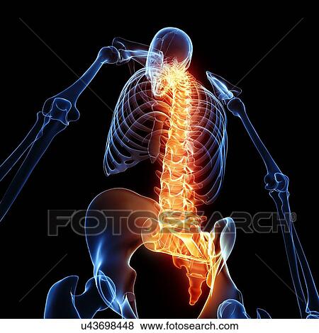 Human spine, artwork View Large Illustration Stock Illustration - Human spine, artwork. Fotosearch