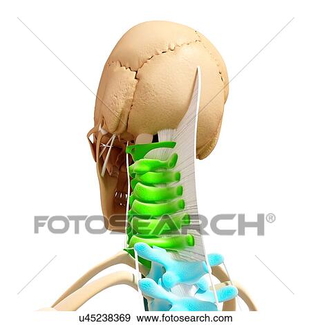 Stock Illustration - Human spine, artwork. Fotosearch