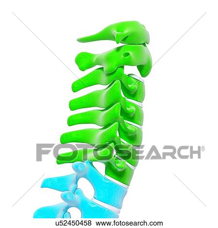 Human spine, artwork View Large Illustration Stock Illustration - Human spine, artwork. Fotosearch