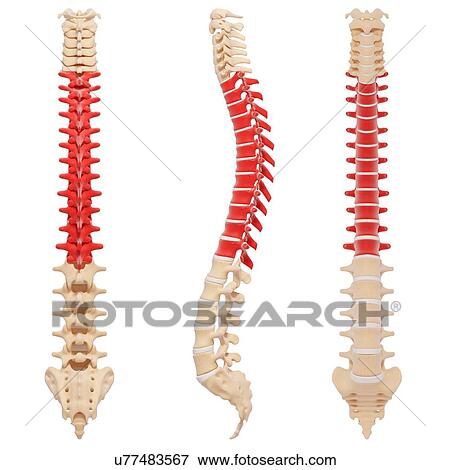 Stock Illustration - Human spine, artwork. Fotosearch