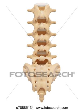 Human spine, artwork View Large Illustration Stock Illustration - Human spine, artwork. Fotosearch