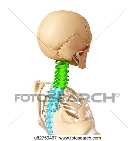 Human spine, artwork View Large Illustration Stock Illustration - Human spine, artwork. Fotosearch