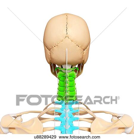 Stock Illustration - Human spine, artwork. Fotosearch