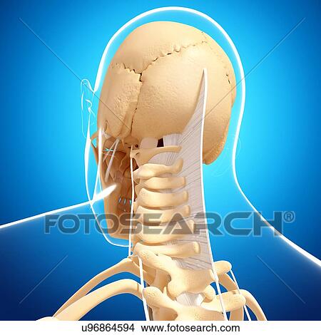 Human spine, artwork View Large Illustration Stock Illustration - Human spine, artwork. Fotosearch
