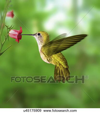 Hummingbird feeding View Large Illustration Stock Illustration - Hummingbird feeding. Fotosearch