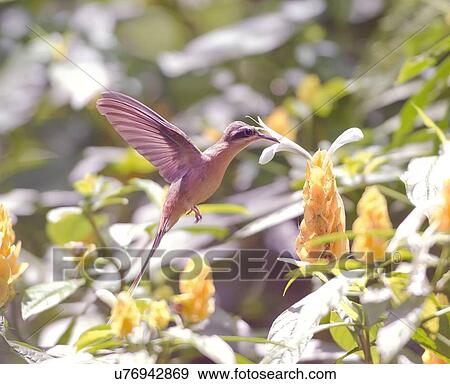 Stock Illustration - Hummingbird feeding. Fotosearch