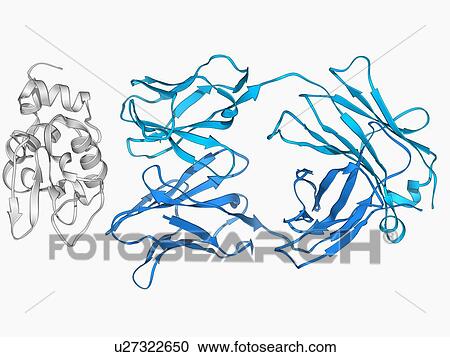 Immunoglobulin G antibody and egg white View Large Illustration Clipart - Immunoglobulin G antibody and egg white. Fotosearch