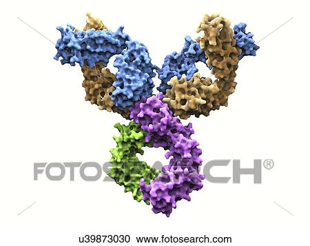 Clipart - Immunoglobulin G antibody molecule. Fotosearch