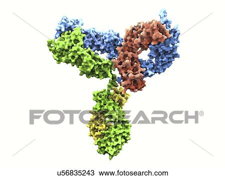 Drawing - Immunoglobulin G antibody molecule. Fotosearch