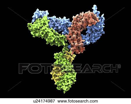 Stock Illustration - Immunoglobulin G antibody molecule. Fotosearch