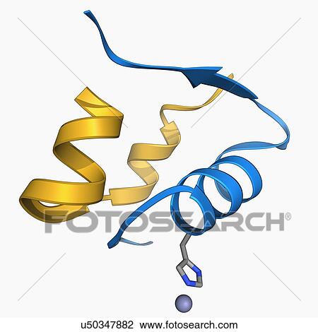 Insulin molecule View Large Illustration Drawing - Insulin molecule. Fotosearch