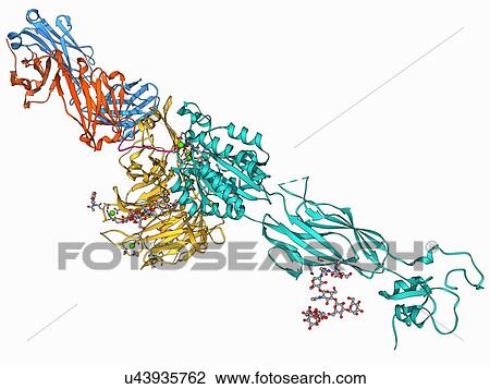 Drawing - Integrin and fibrinogen complex molecule. Fotosearch