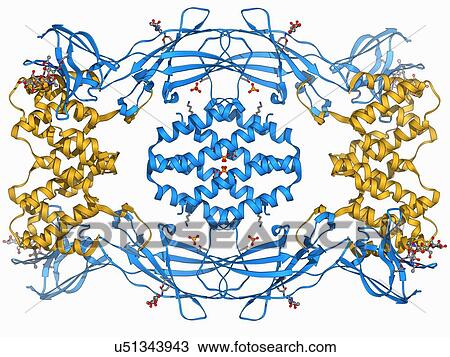 Drawing - Interferon antagonism by viral protein. Fotosearch