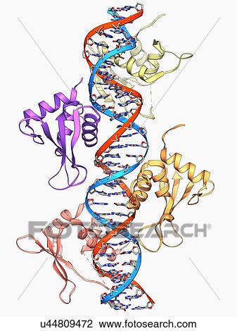 Interferon regulatory factor molecule View Large Illustration Drawing - Interferon regulatory factor molecule. Fotosearch