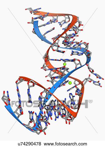 Stock Illustration - Internal ribosome entry site. Fotosearch