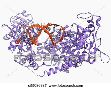 Stock Illustration - Iron-regulatory protein bound to RNA. Fotosearch