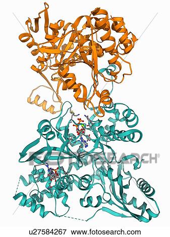 Isocitrate dehydrogenase kinase View Large Illustration Stock Illustration - Isocitrate dehydrogenase kinase. Fotosearch