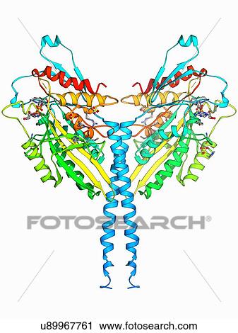 Kinesin motor protein View Large Illustration Clip Art - Kinesin motor protein. Fotosearch