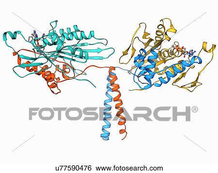 Kinesin motor protein View Large Illustration Stock Illustration - Kinesin motor protein. Fotosearch