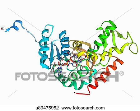 Lactate dehydrogenase enzyme molecule View Large Illustration Drawing - Lactate dehydrogenase enzyme molecule. Fotosearch