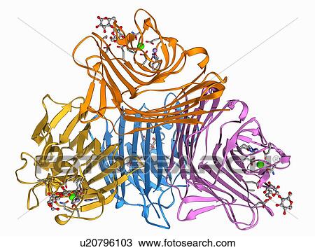 Drawing - Lactose binding protein molecule. Fotosearch