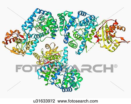 Lassa virus nucleocapsid protein View Large Illustration Drawing - Lassa virus nucleocapsid protein. Fotosearch