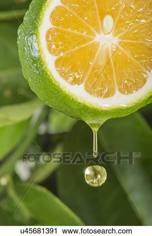 Clip Art - Lemon slice, composite image. Fotosearch