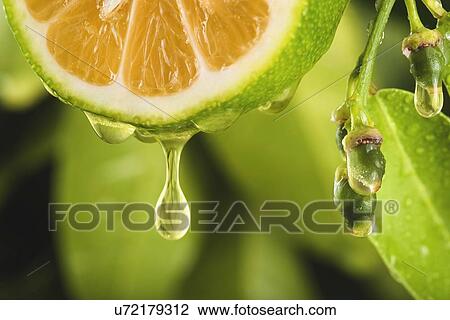 Drawing - Lemon slice, composite image. Fotosearch