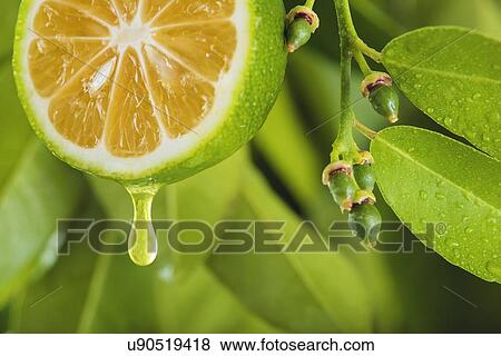 Stock Illustration - Lemon slice, composite image. Fotosearch
