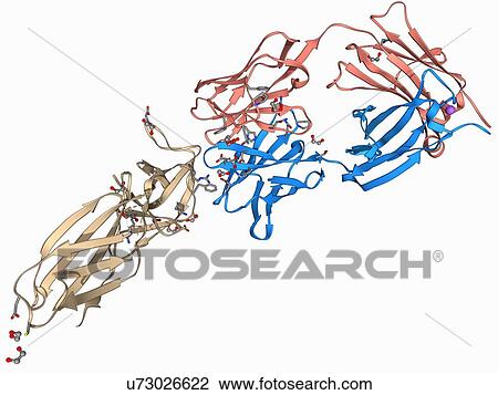 Leptin receptor molecule View Large Illustration Drawing - Leptin receptor molecule. Fotosearch
