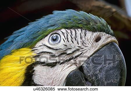 Macaw View Large Illustration Stock Illustration - Macaw. Fotosearch