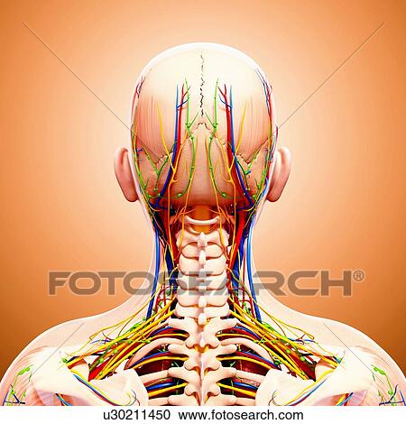 Clipart - Male anatomy, artwork. Fotosearch