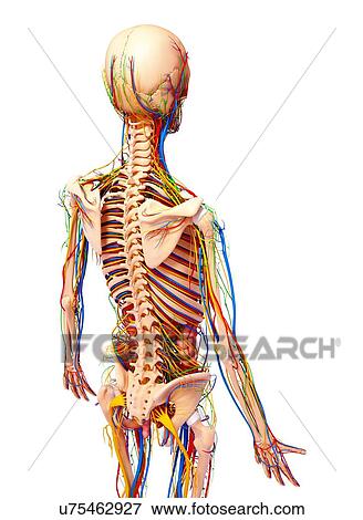 Male anatomy, artwork View Large Illustration Stock Illustration - Male anatomy, artwork. Fotosearch