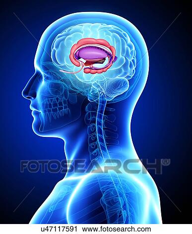 Male brain, artwork View Large Illustration Clip Art - Male brain, artwork. Fotosearch