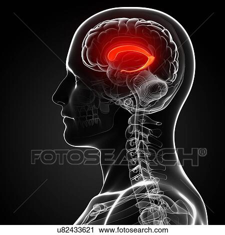 Male brain, artwork View Large Illustration Clip Art - Male brain, artwork. Fotosearch