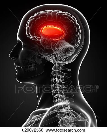 Clipart - Male brain, artwork. Fotosearch