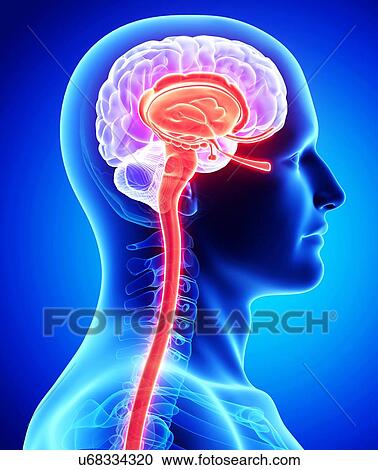 Male brain, artwork View Large Illustration Clipart - Male brain, artwork. Fotosearch