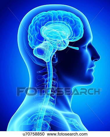 Clipart - Male brain, artwork. Fotosearch