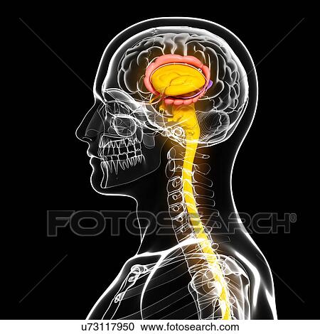 Male brain, artwork View Large Illustration Clipart - Male brain, artwork. Fotosearch