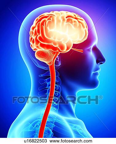 Male brain, artwork View Large Illustration Drawing - Male brain, artwork. Fotosearch