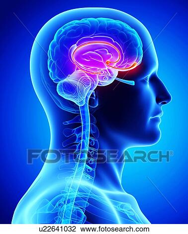 Male brain, artwork View Large Illustration Drawing - Male brain, artwork. Fotosearch