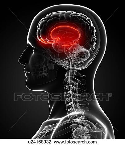 Male brain, artwork View Large Illustration Drawing - Male brain, artwork. Fotosearch