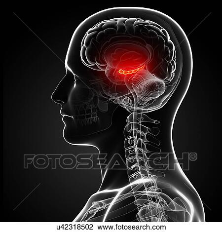Drawing - Male brain, artwork. Fotosearch