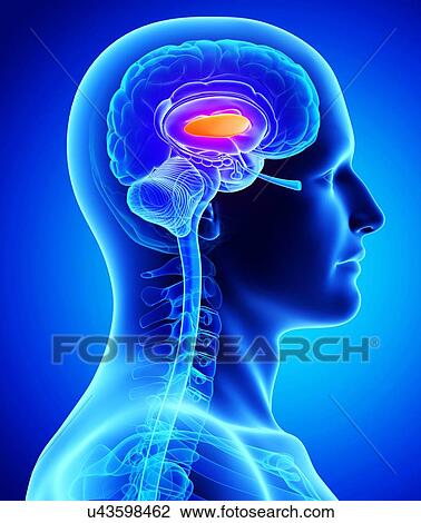 Male brain, artwork View Large Illustration Drawing - Male brain, artwork. Fotosearch
