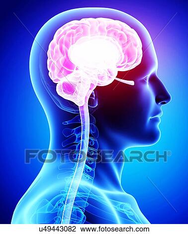 Drawing - Male brain, artwork. Fotosearch