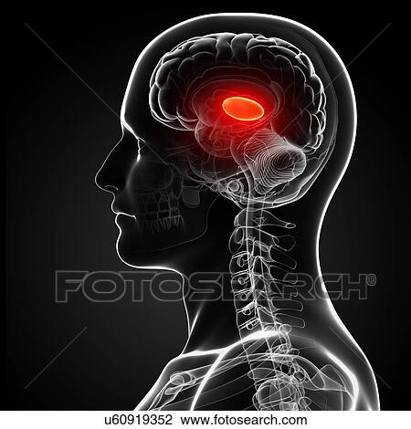 Drawing - Male brain, artwork. Fotosearch