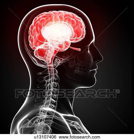 Male brain, artwork View Large Illustration Stock Illustration - Male brain, artwork. Fotosearch