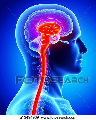 Male brain, artwork View Large Illustration Stock Illustration - Male brain, artwork. Fotosearch