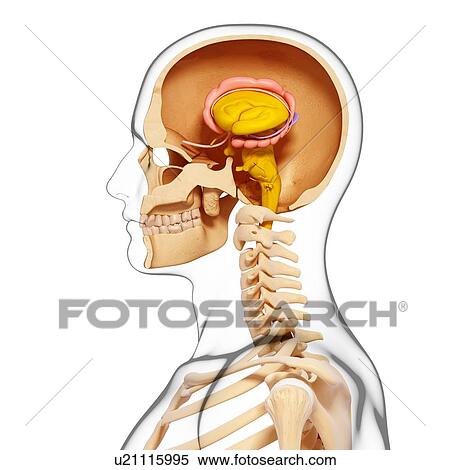 Stock Illustration - Male brain, artwork. Fotosearch